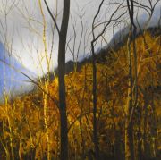 Mountain Birch